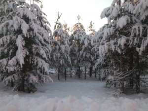 Snöiga granar