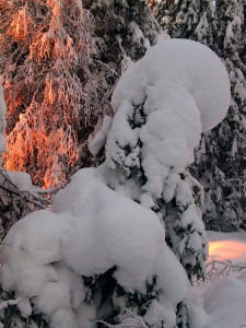 Liten gran övertäckt av snö