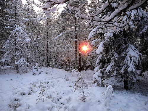 Sol i skog