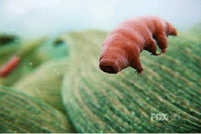 A tardigrade up-close